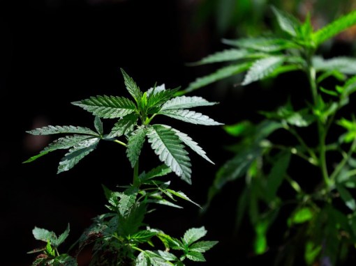 Long Beach’s pioneering marijuana social-equity program aims to tackle racial, economic injustice